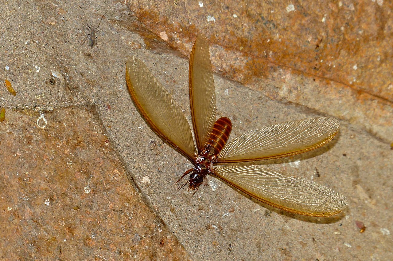 Macrotermes termites