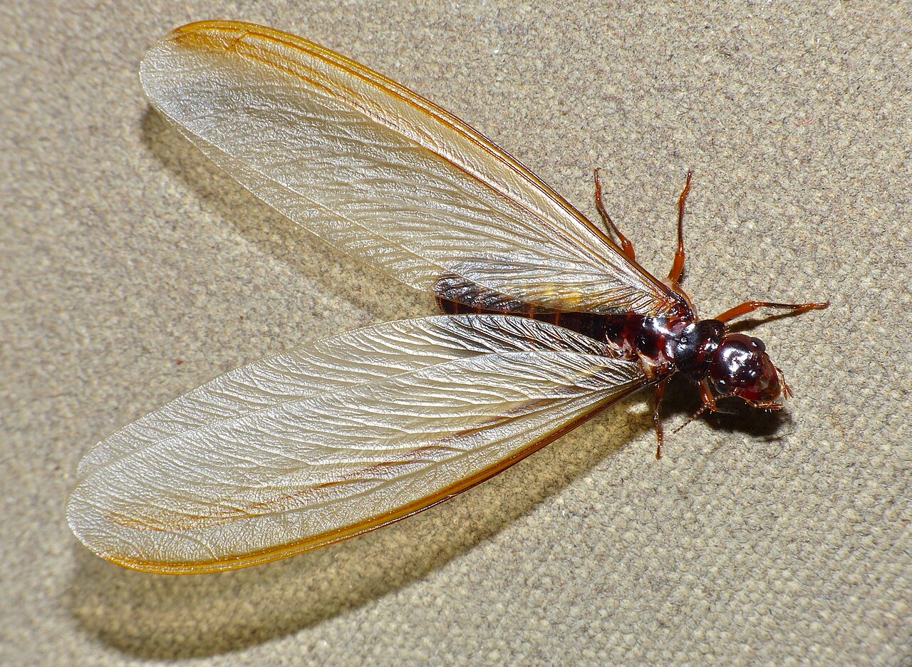 Macrotermes termites