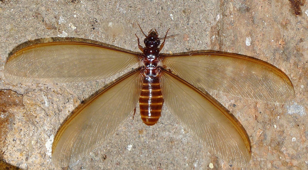 Macrotermes termites