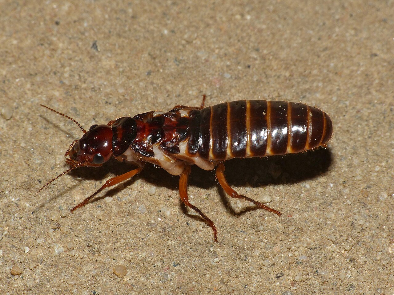 Macrotermes termites