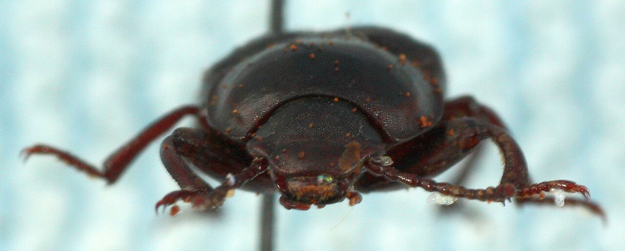 Mealworm
