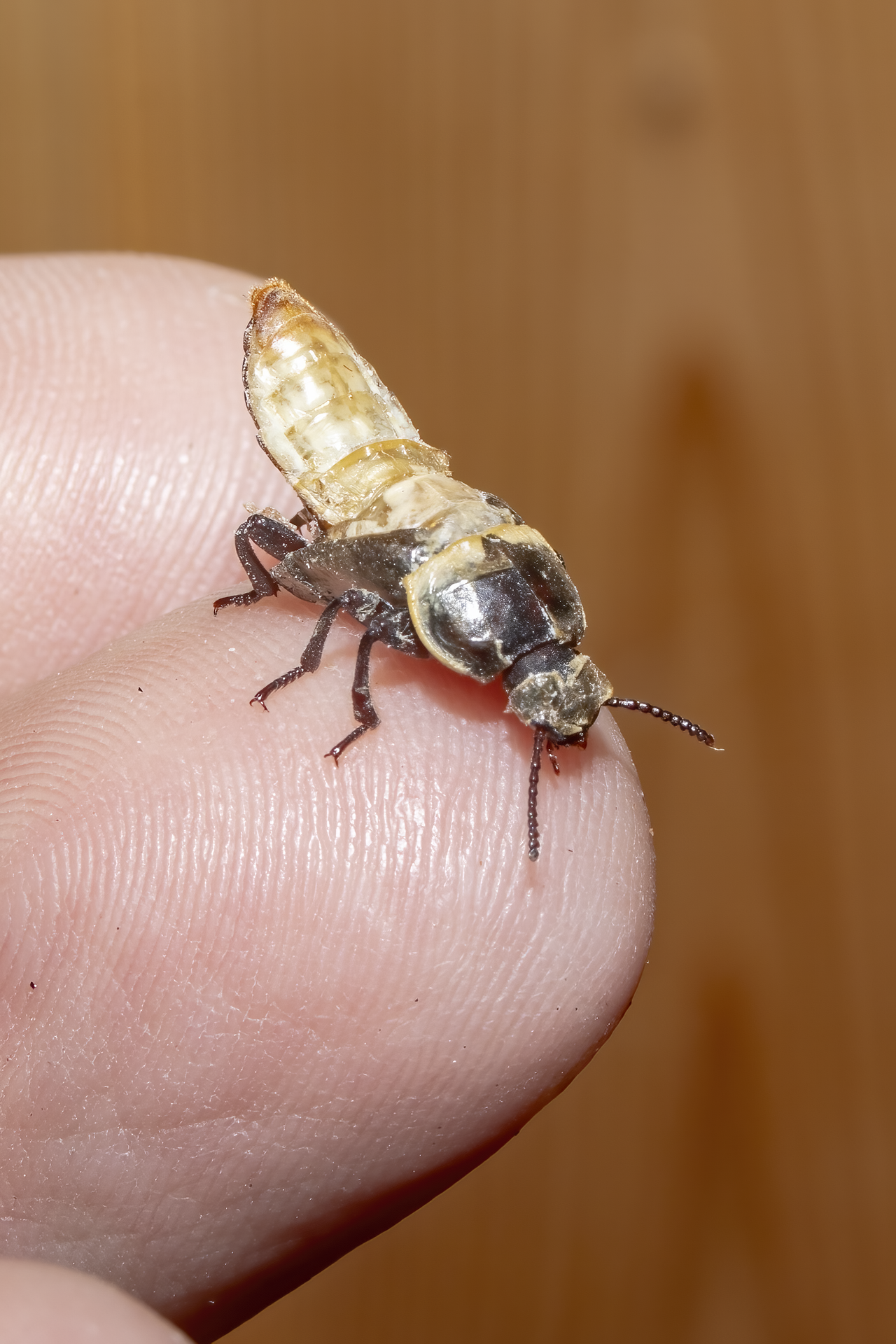 Mealworm