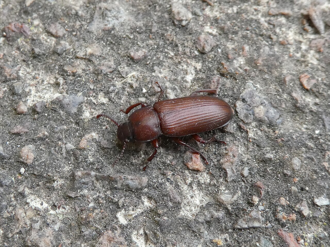 Mealworm