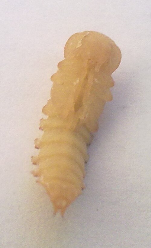 Mealworm