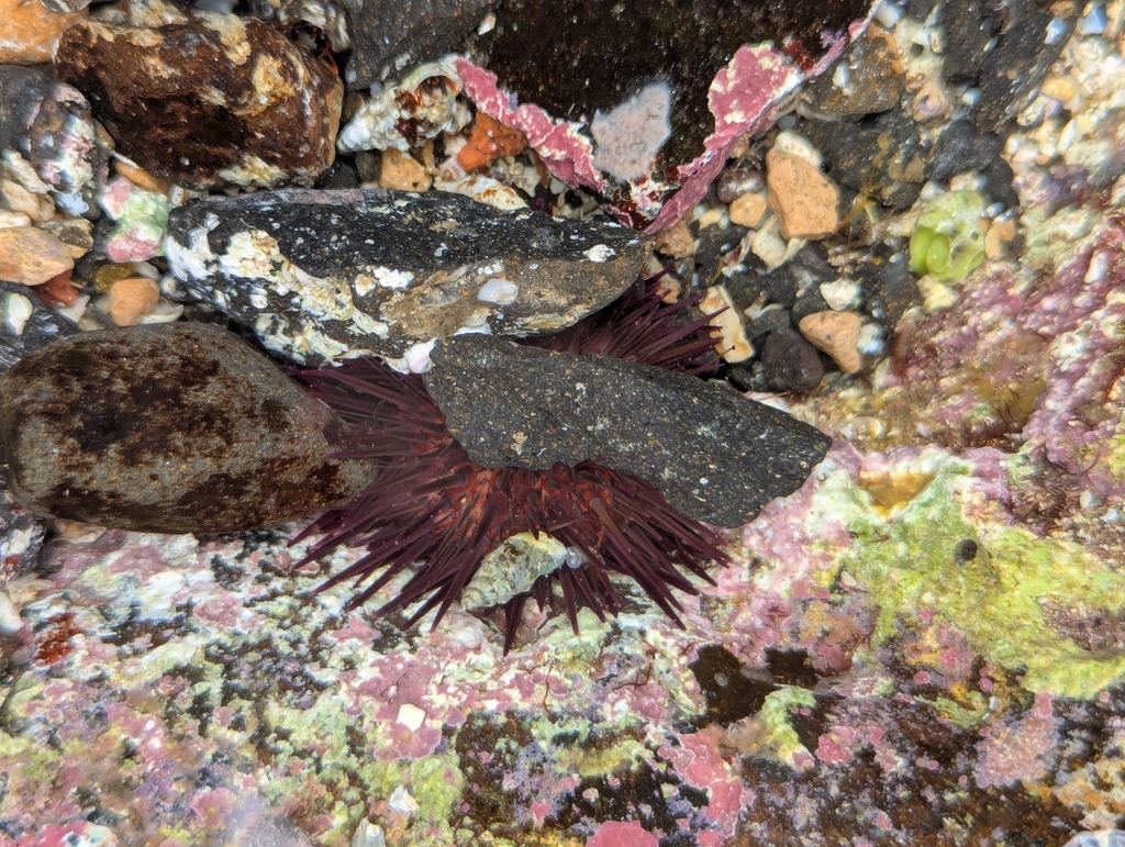 Mediterranean sea urchin