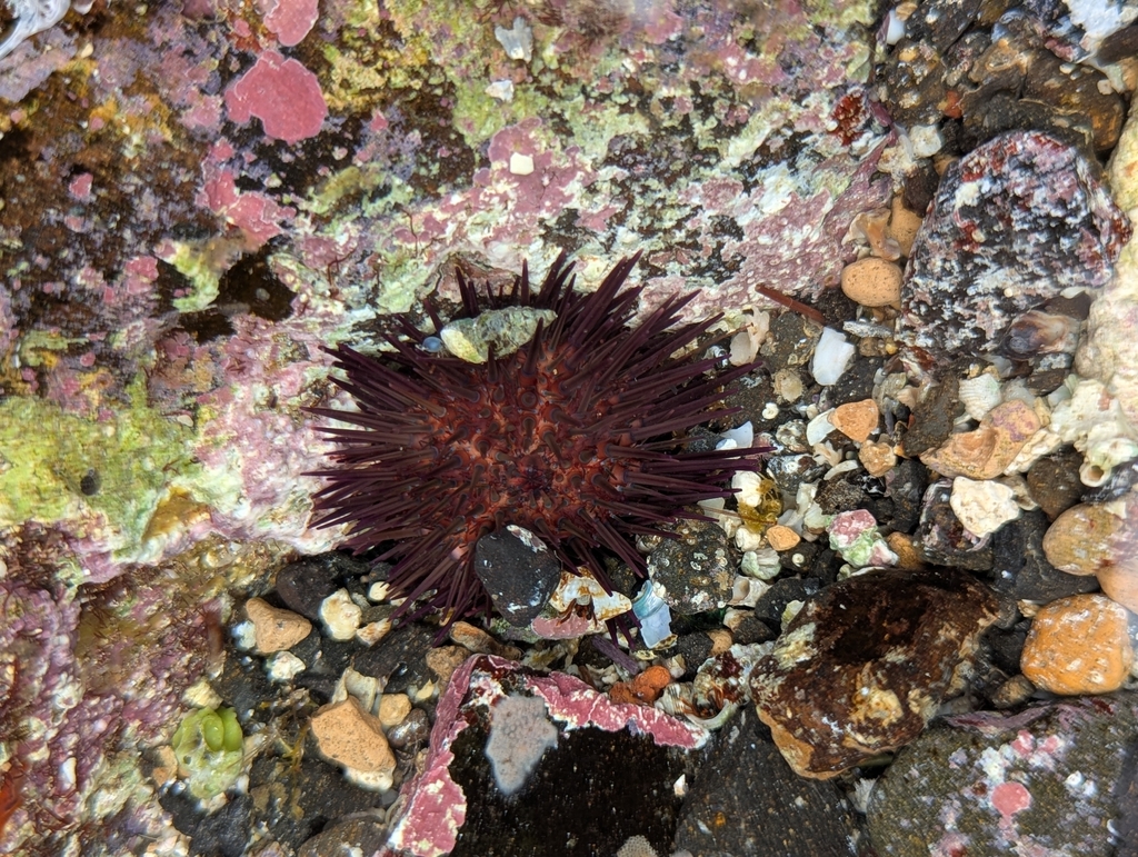 Mediterranean sea urchin
