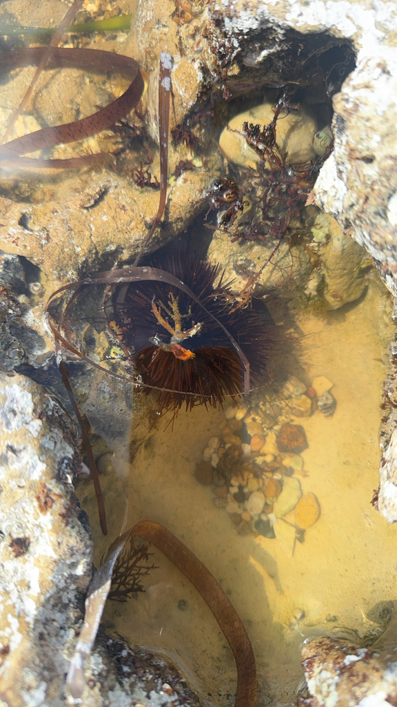 Mediterranean sea urchin