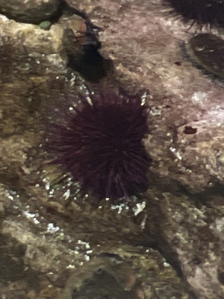 Mediterranean sea urchin