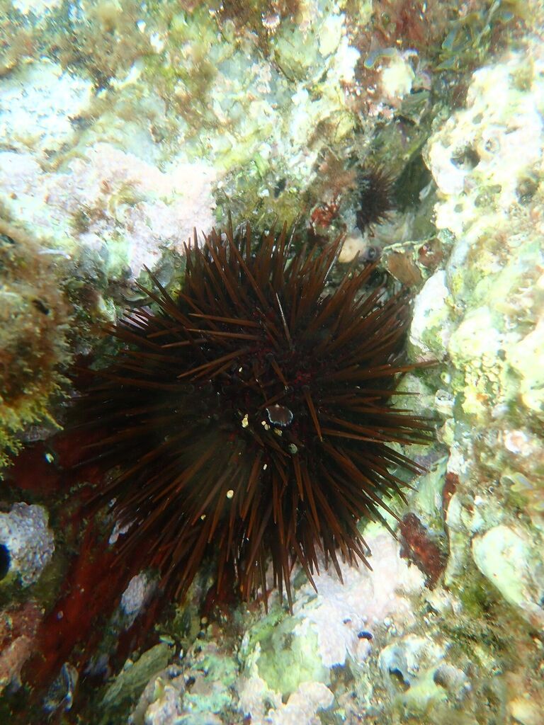 Mediterranean sea urchin
