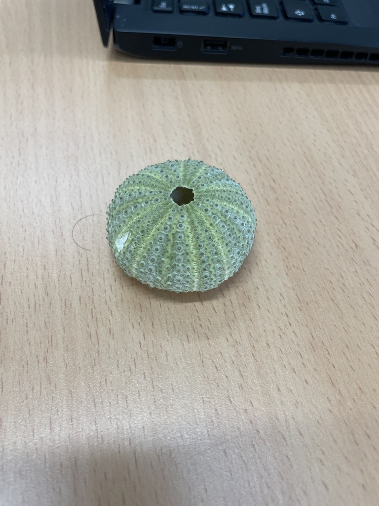 Mediterranean sea urchin
