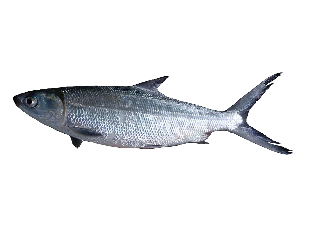 Milkfish