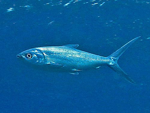 Milkfish