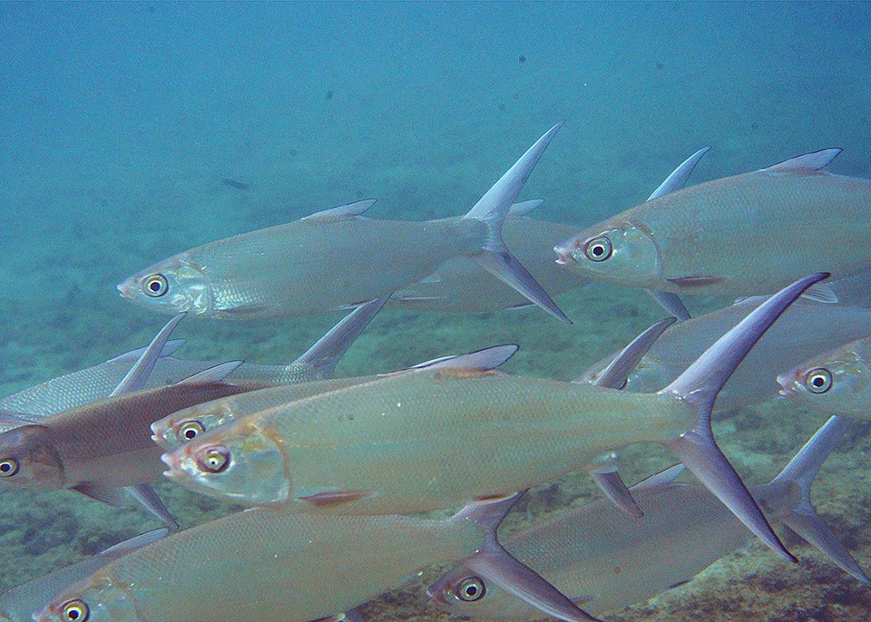 Milkfish