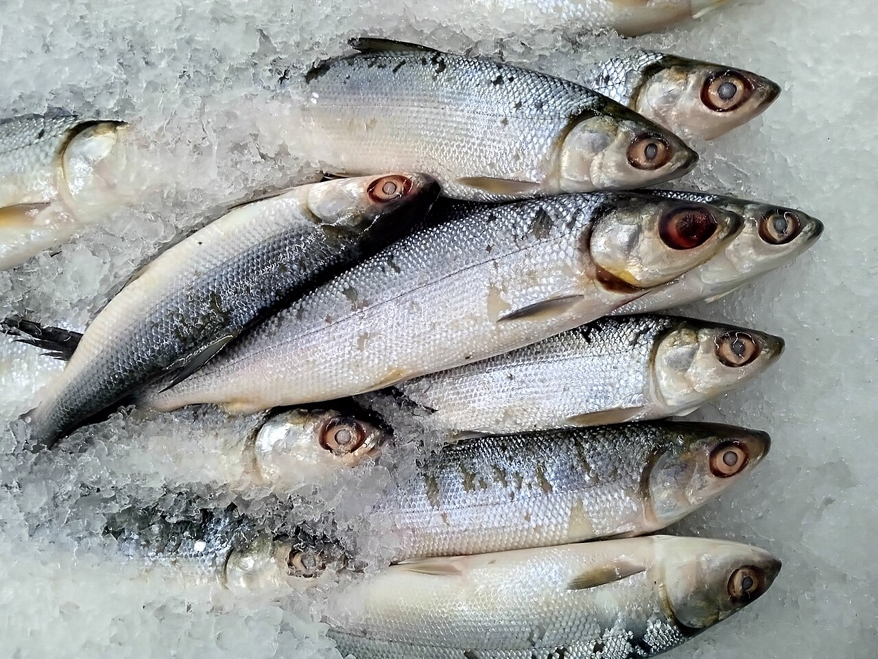 Milkfish