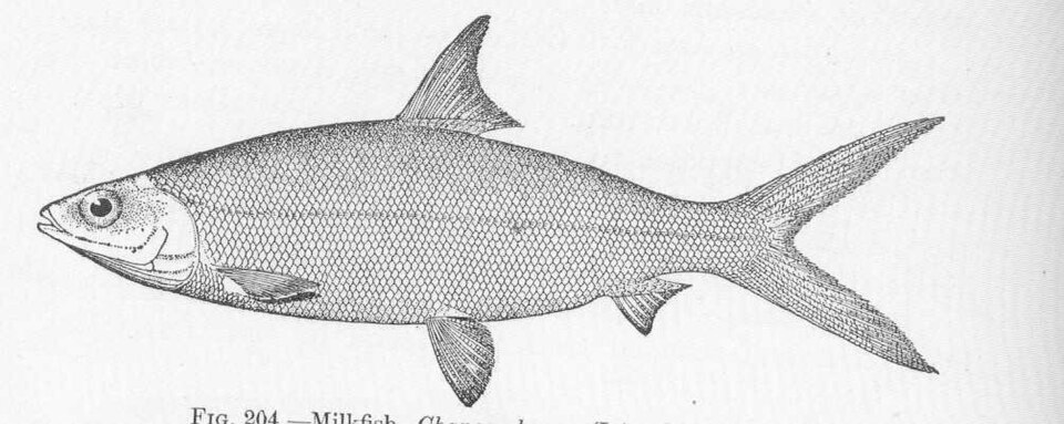 Milkfish