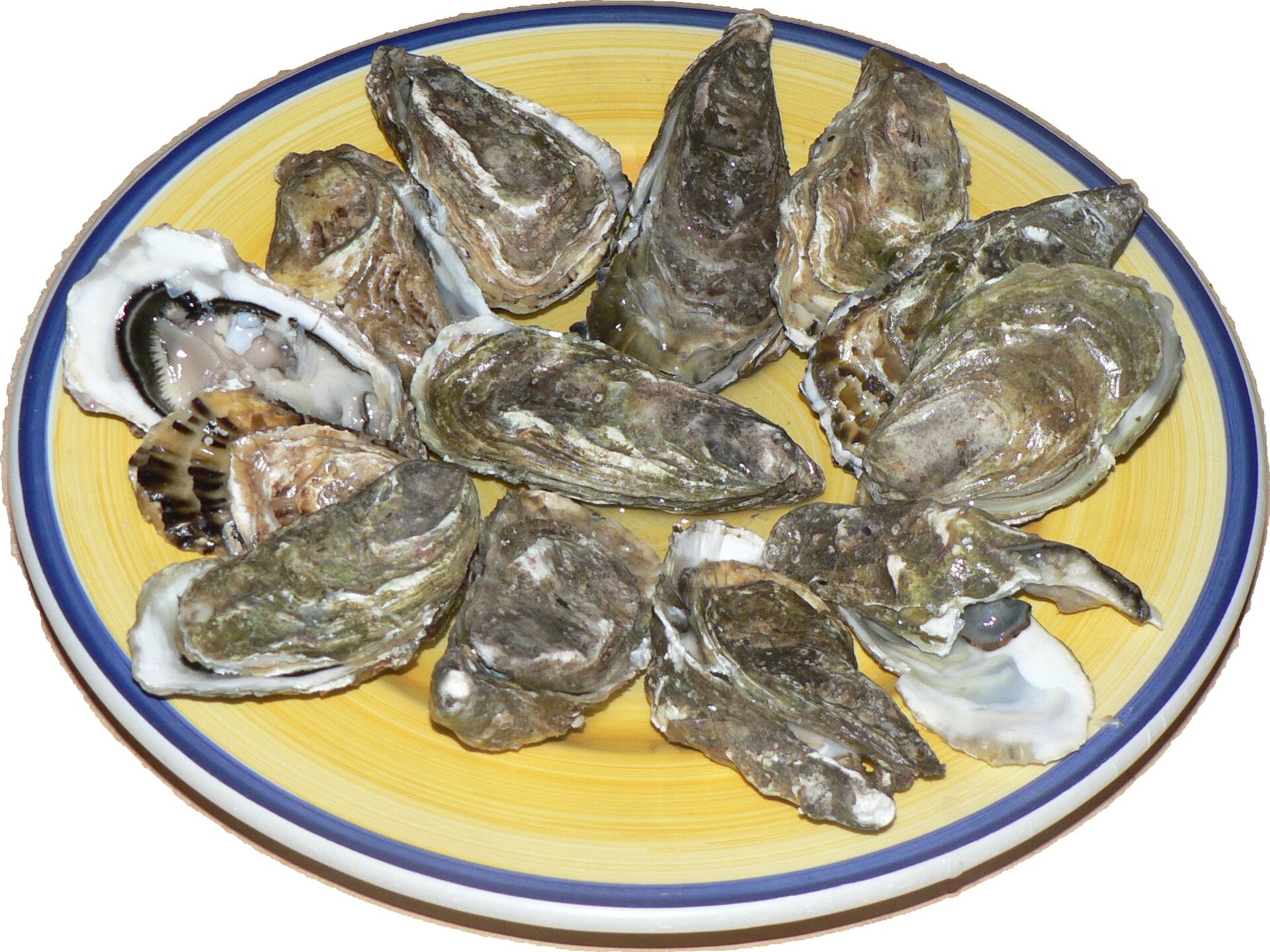 Mollusks