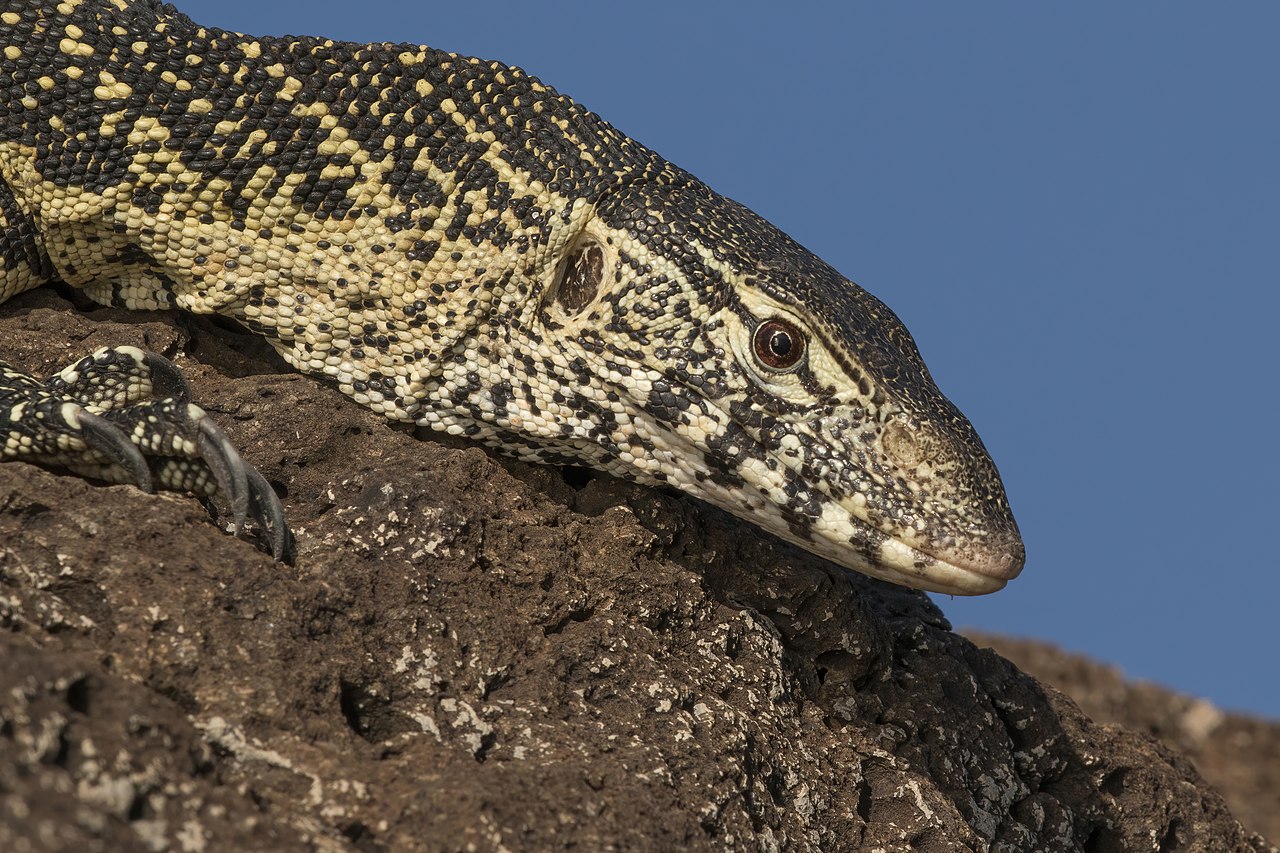 Monitor lizard