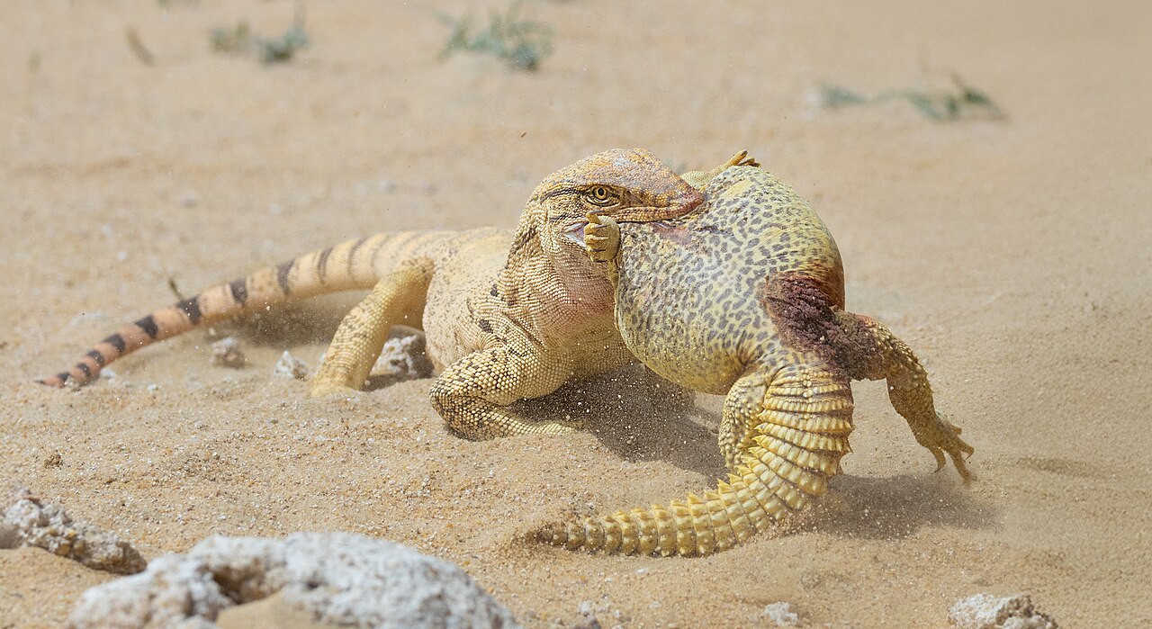 Monitor lizard