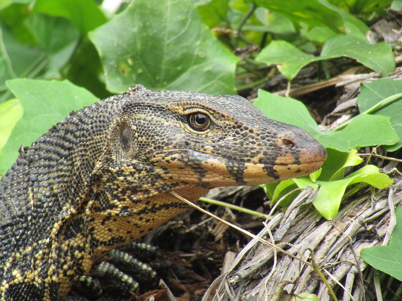 Monitor lizard