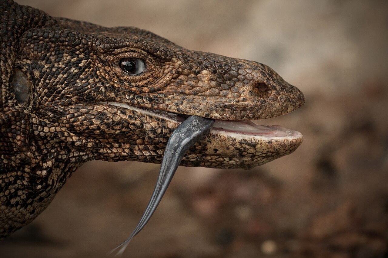 Monitor lizard