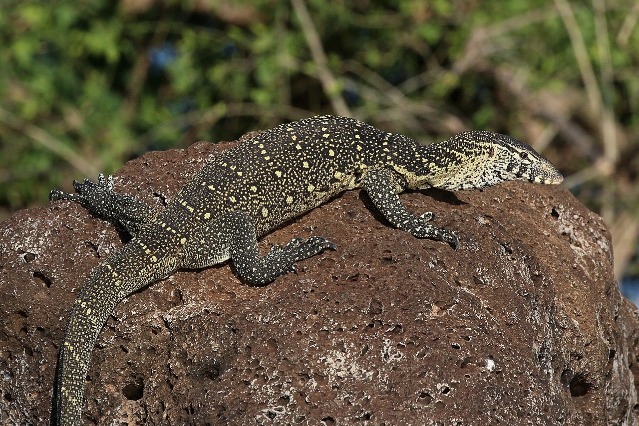 Monitor lizard