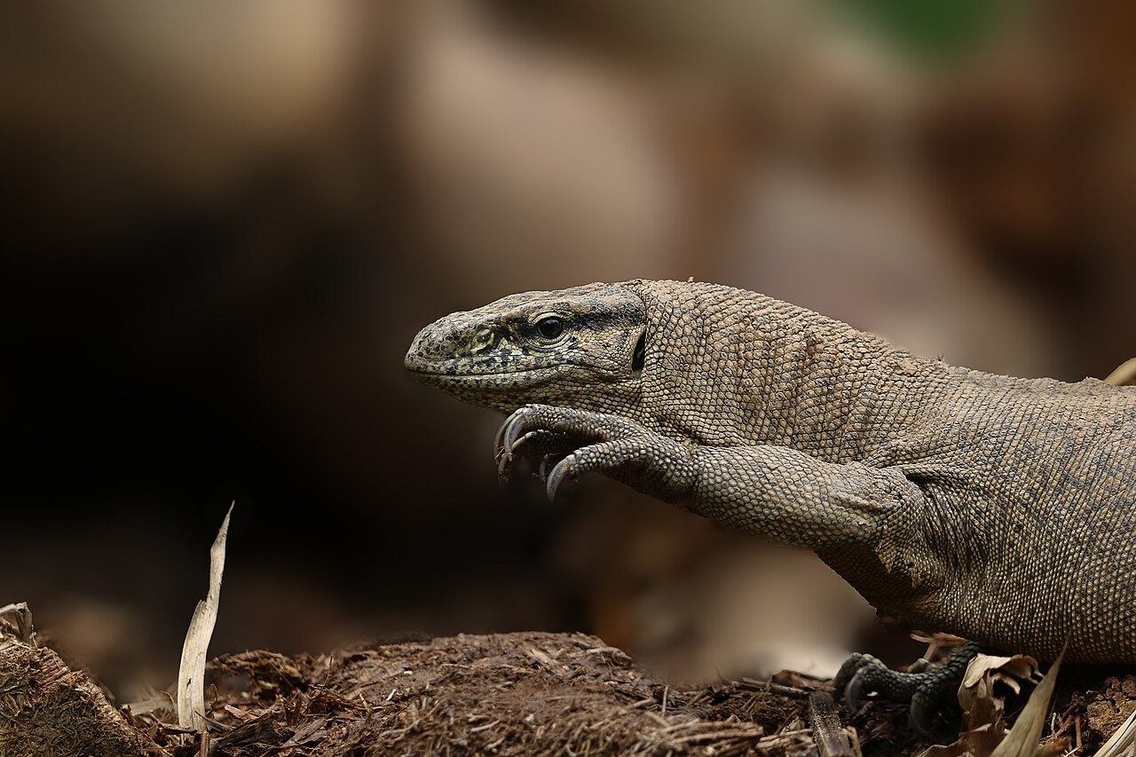 Monitor lizard