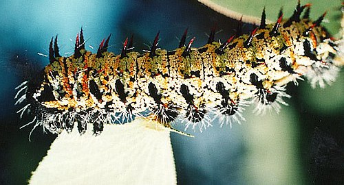 Mopane caterpillar