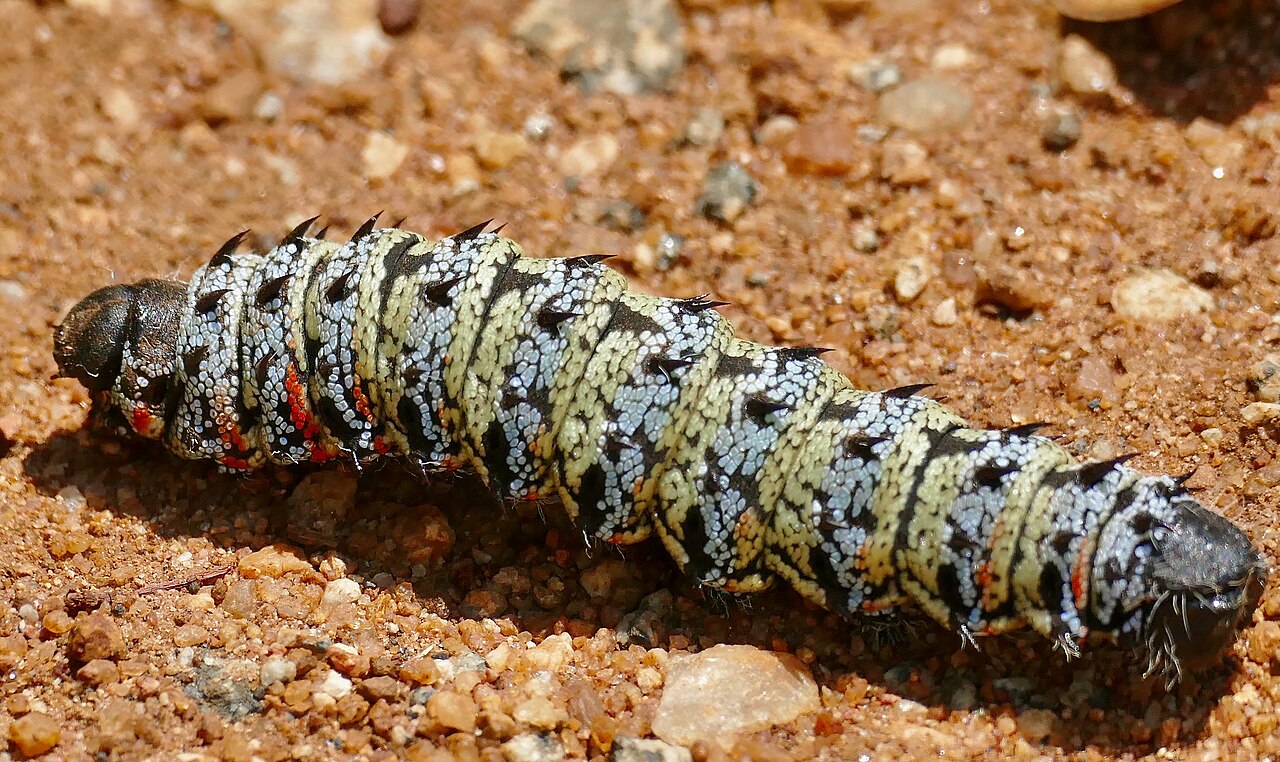 Mopane caterpillar