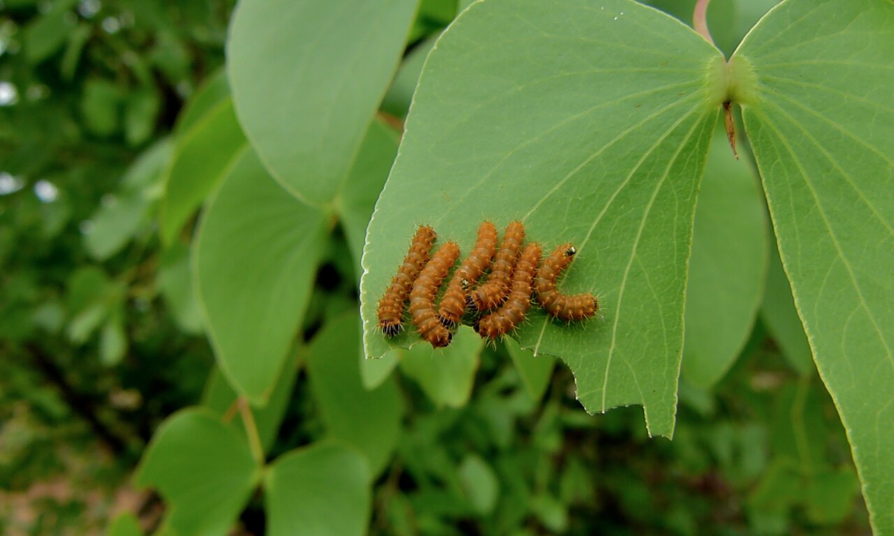 Mopane caterpillar