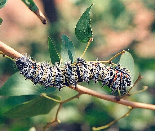 Mopane caterpillar