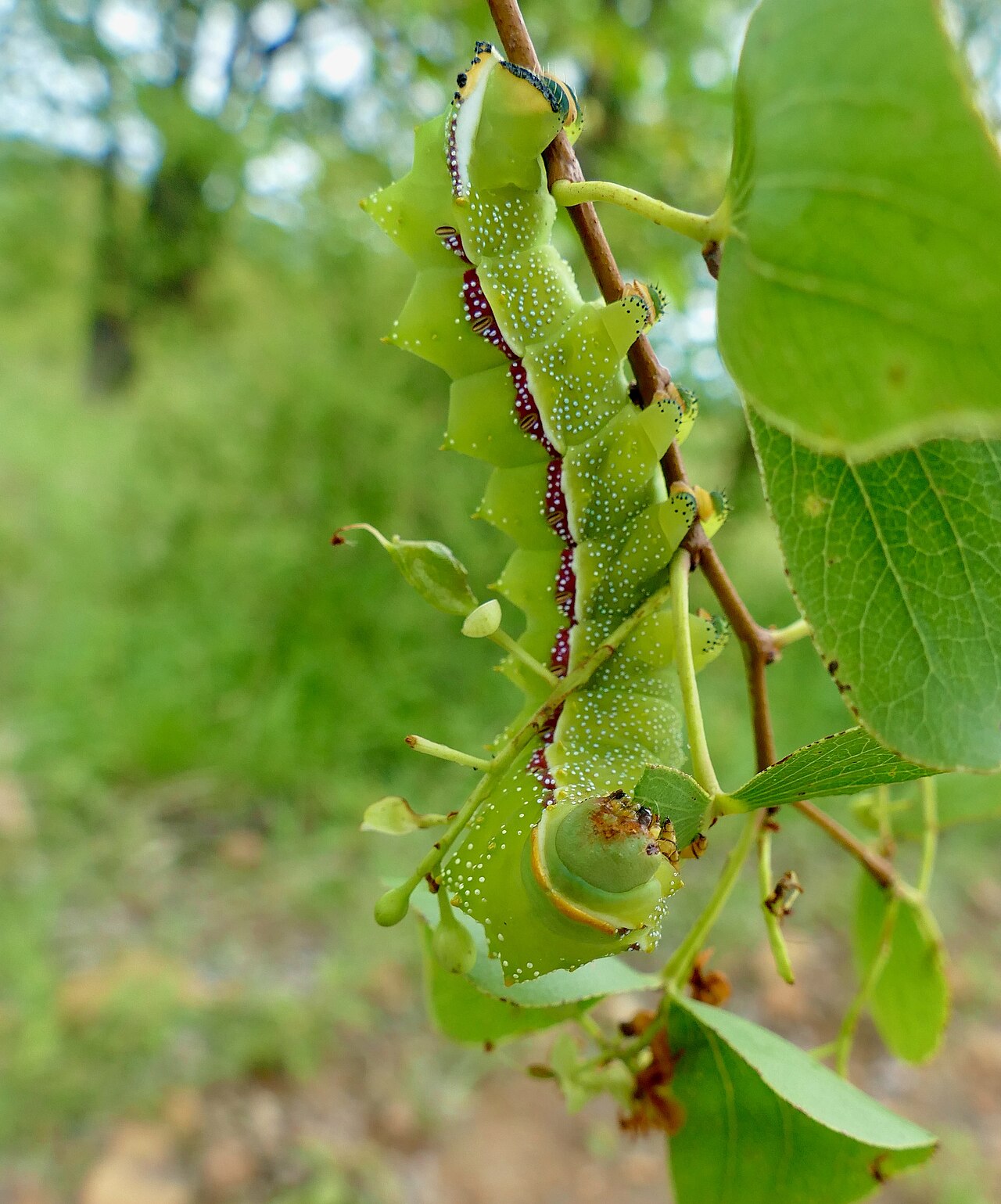 Mopane caterpillar