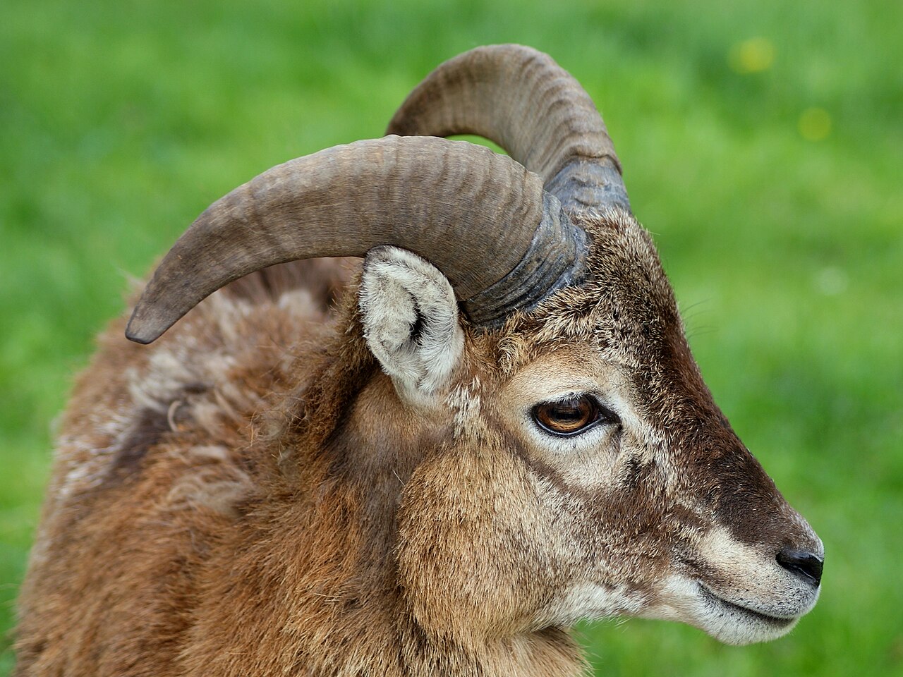 Mouflon