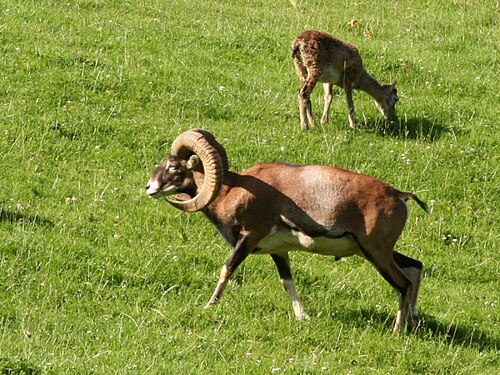 Mouflon