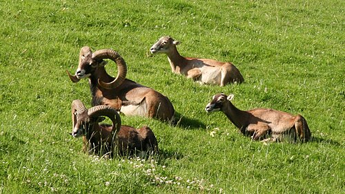 Mouflon