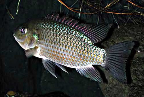 Mozambique tilapia