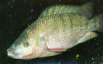 Mozambique tilapia