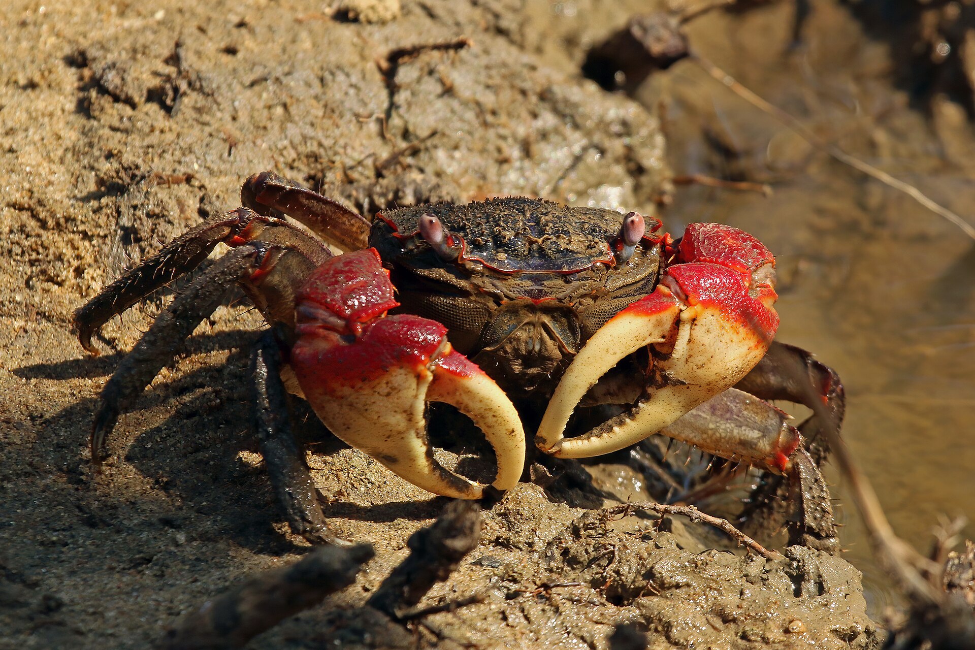 Mud crab