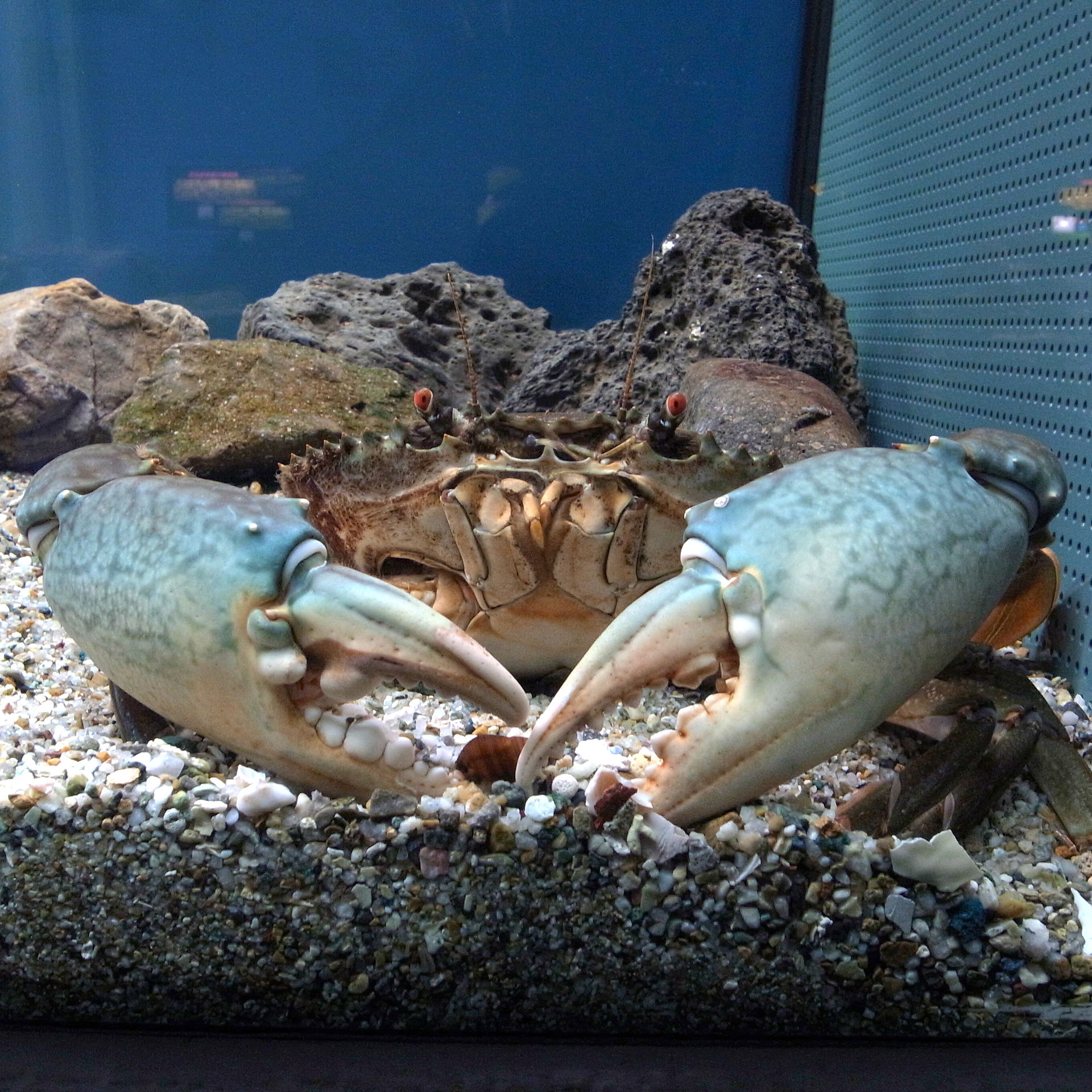 Mud crab