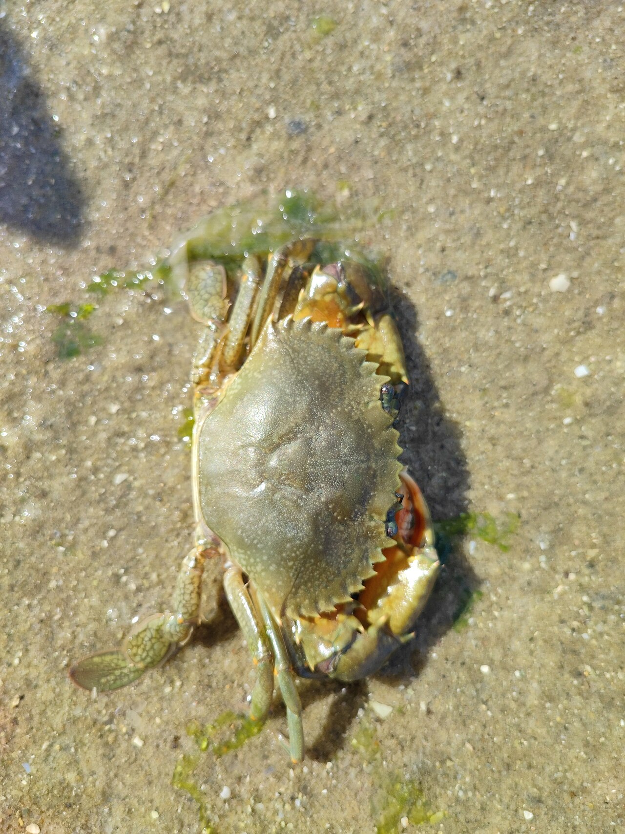 Mud crab