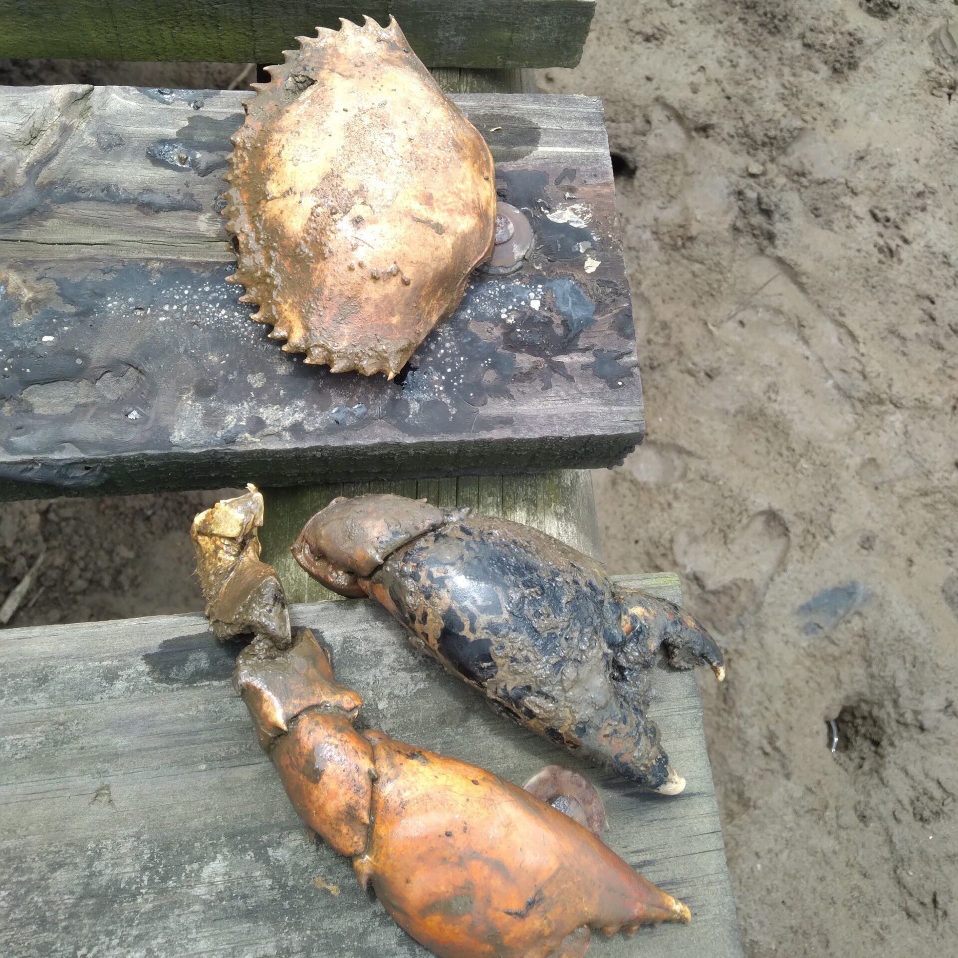 Mud crab