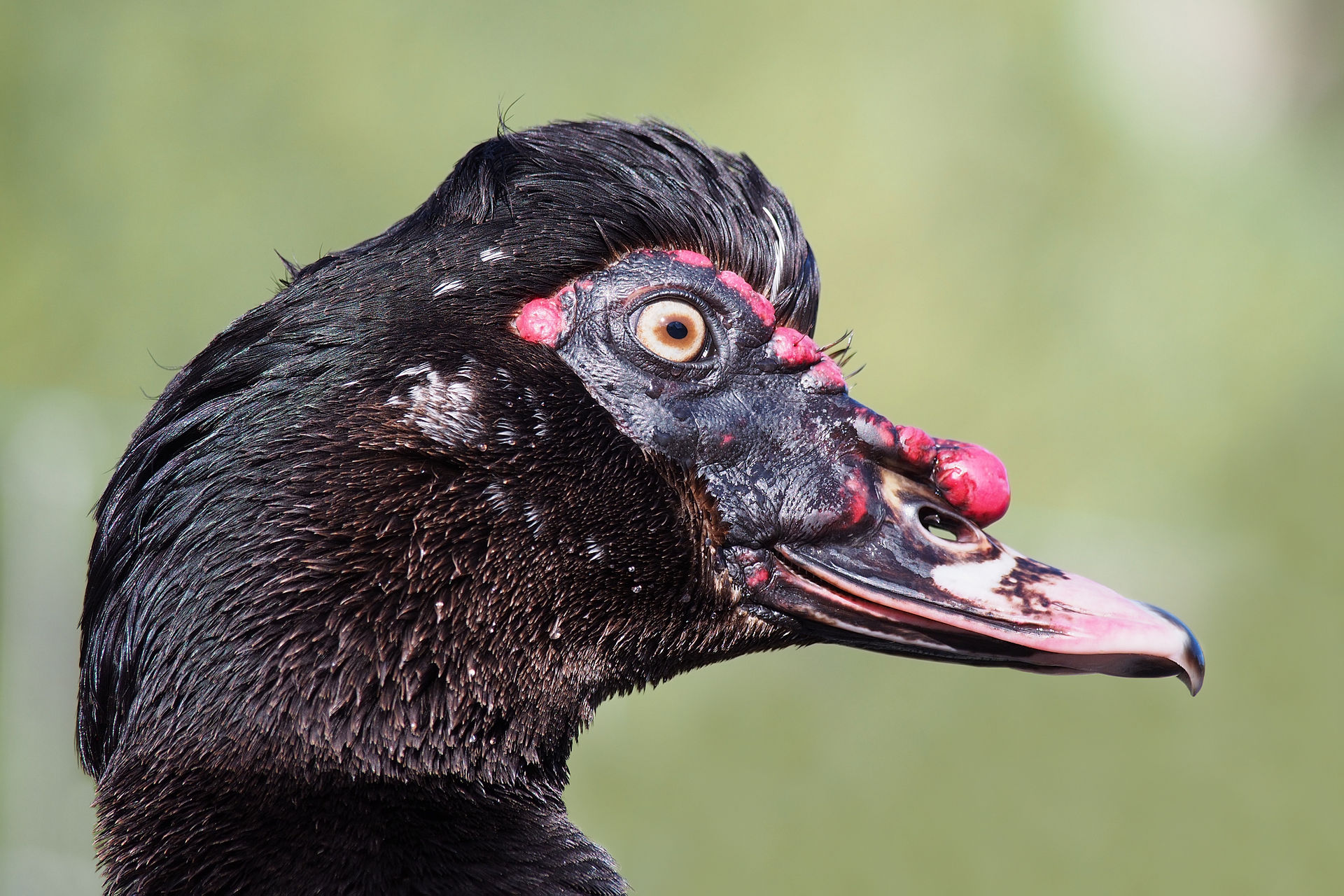 Muscovy duck