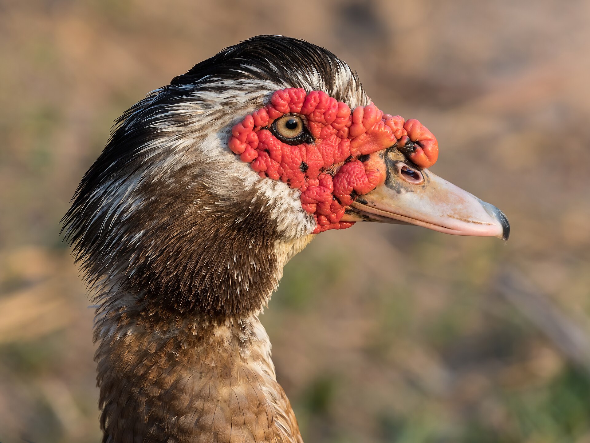Muscovy duck