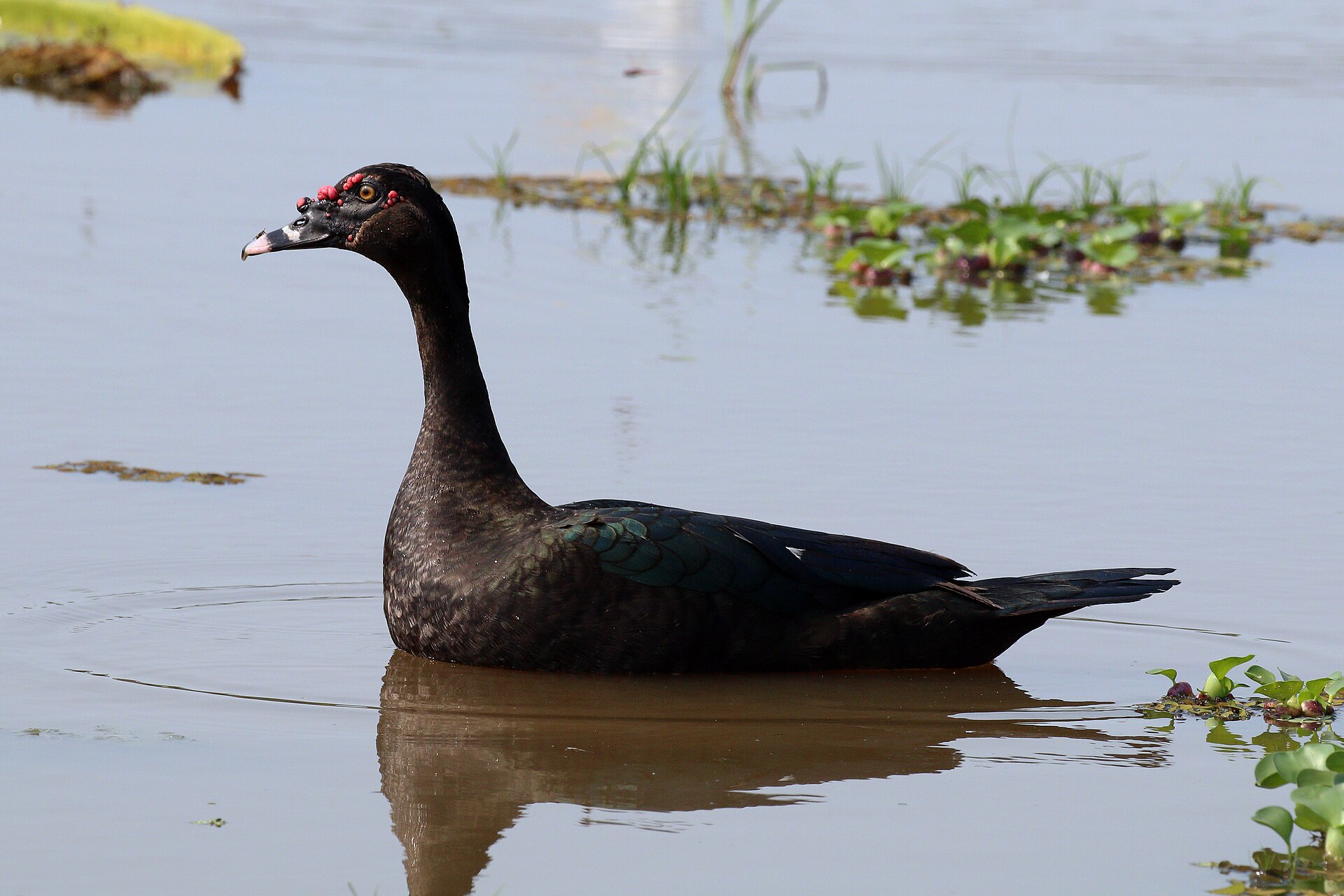 Muscovy duck