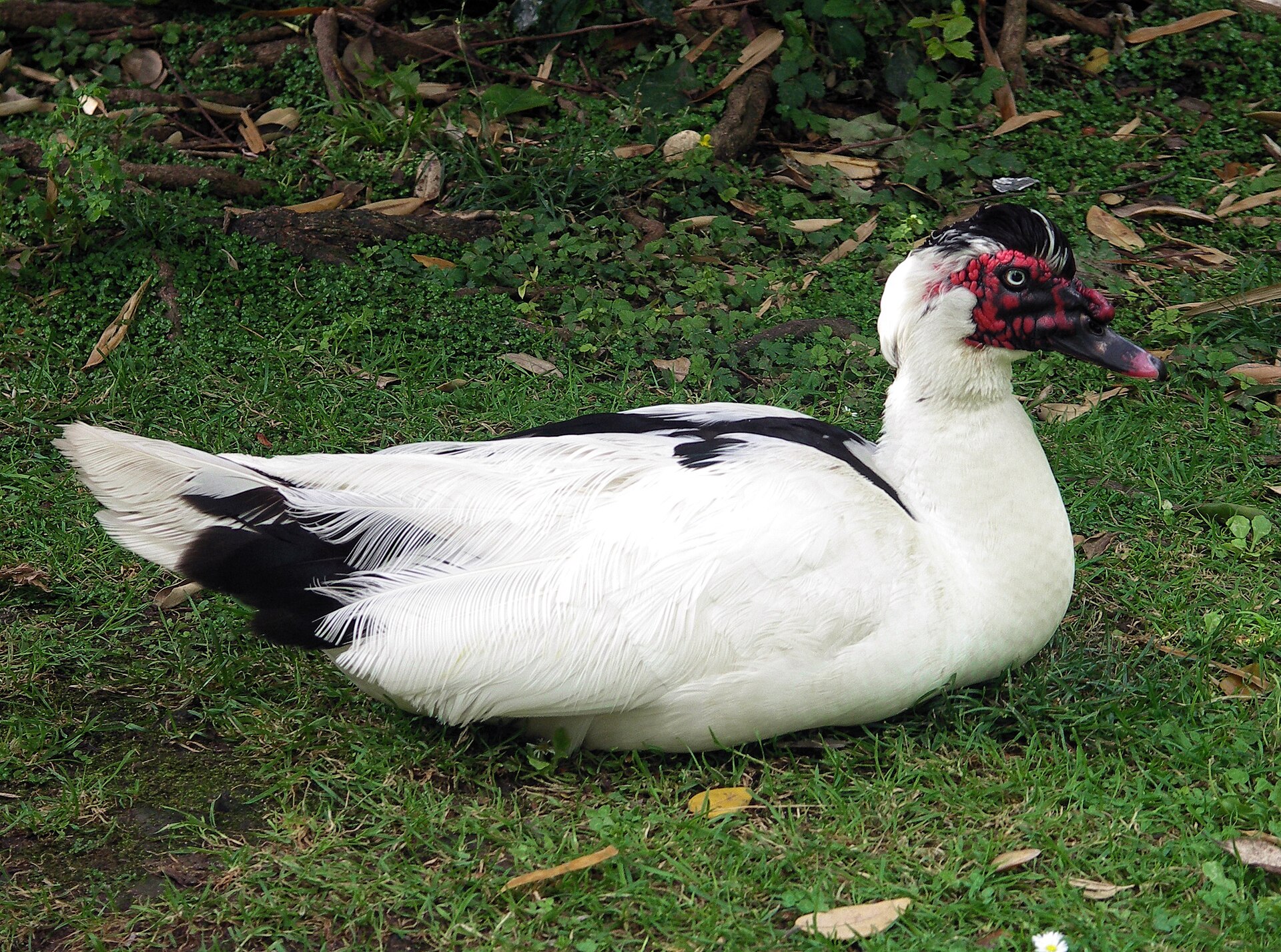Muscovy duck