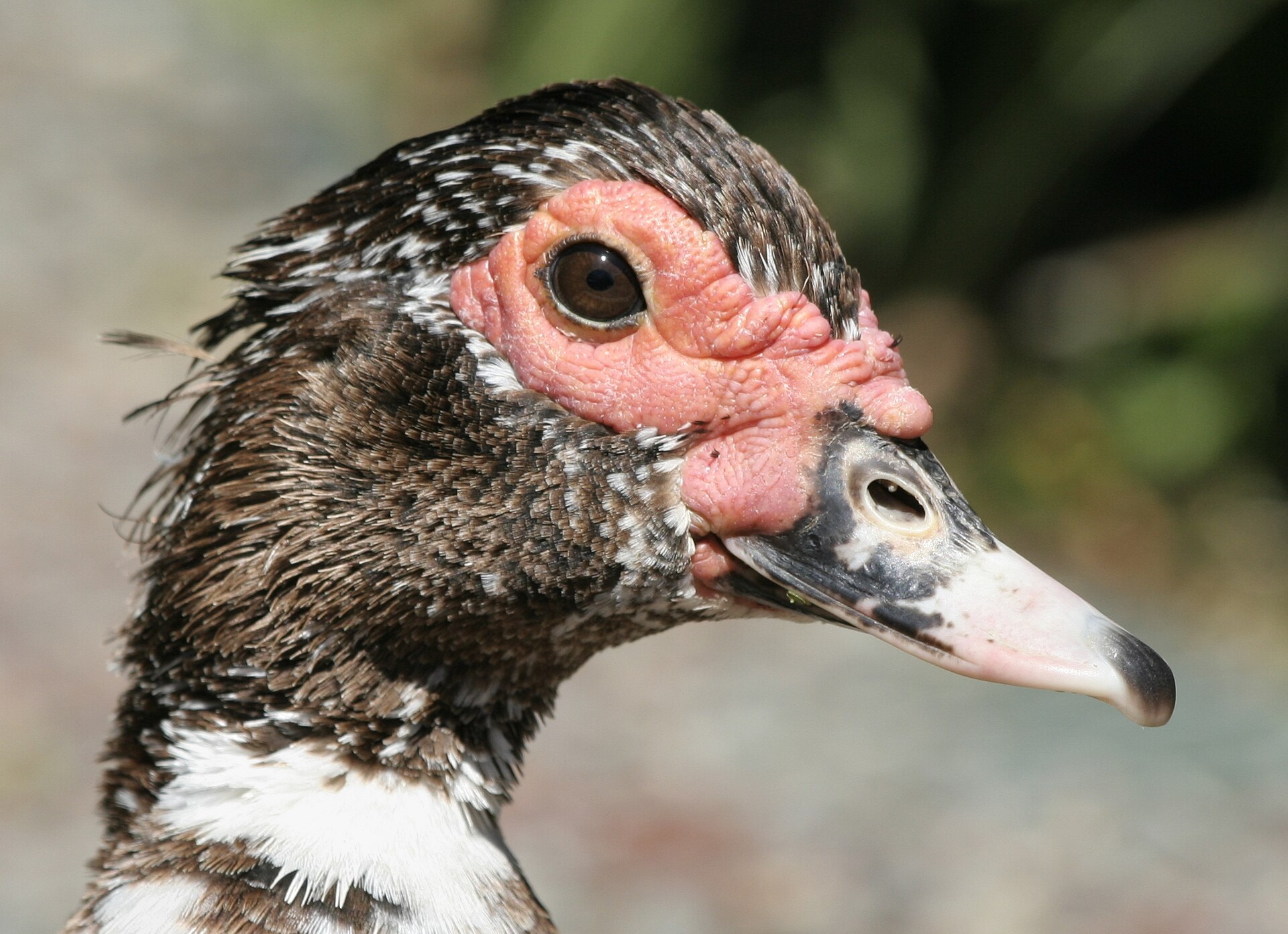 Muscovy duck