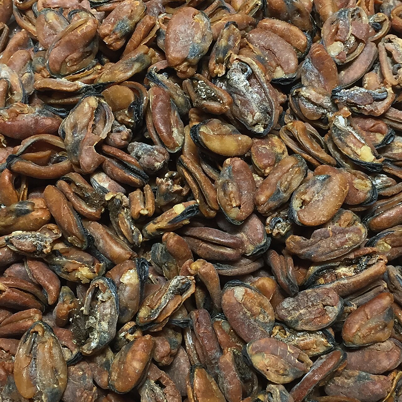 Mussel