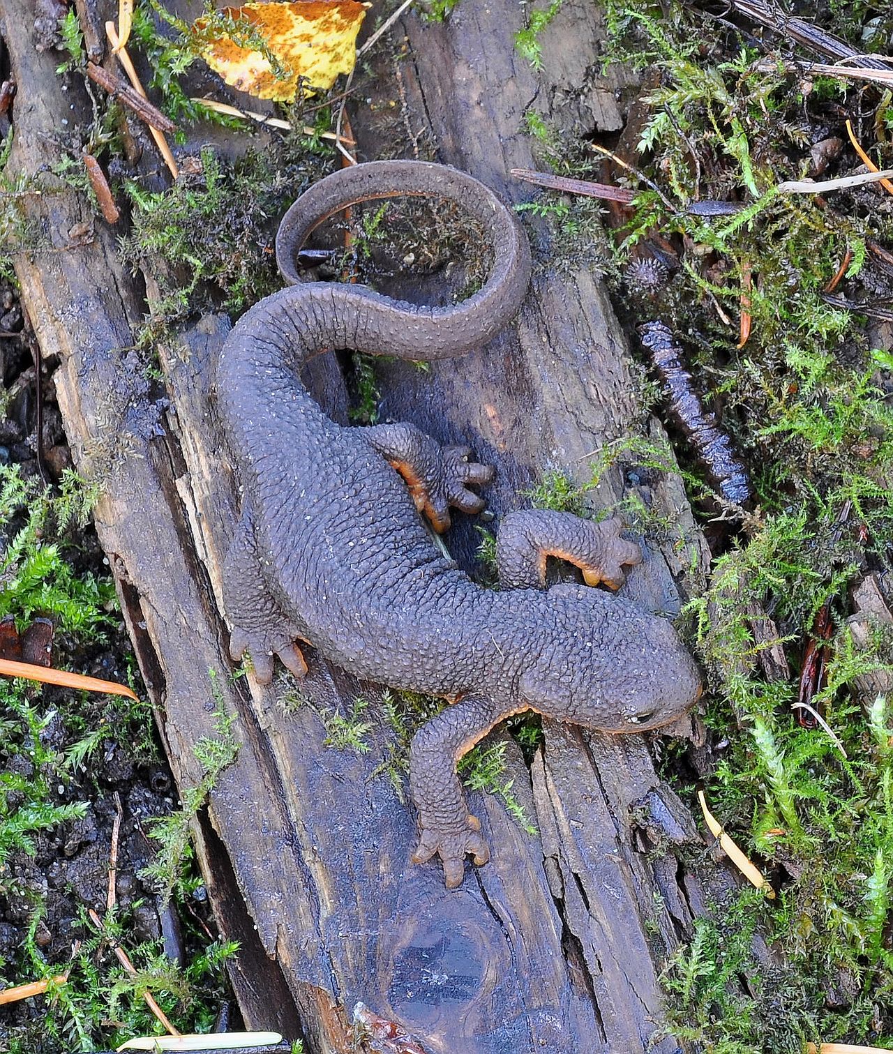 Newts