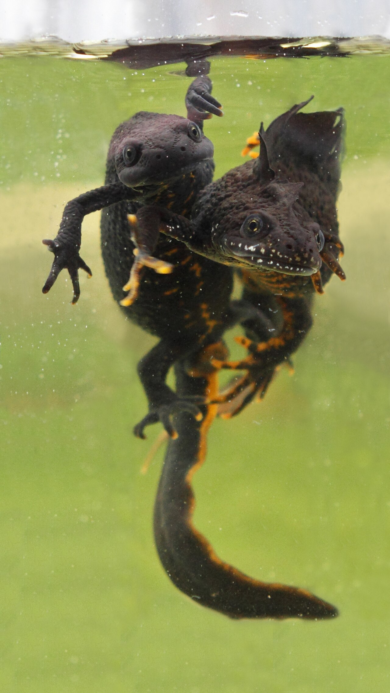 Newts