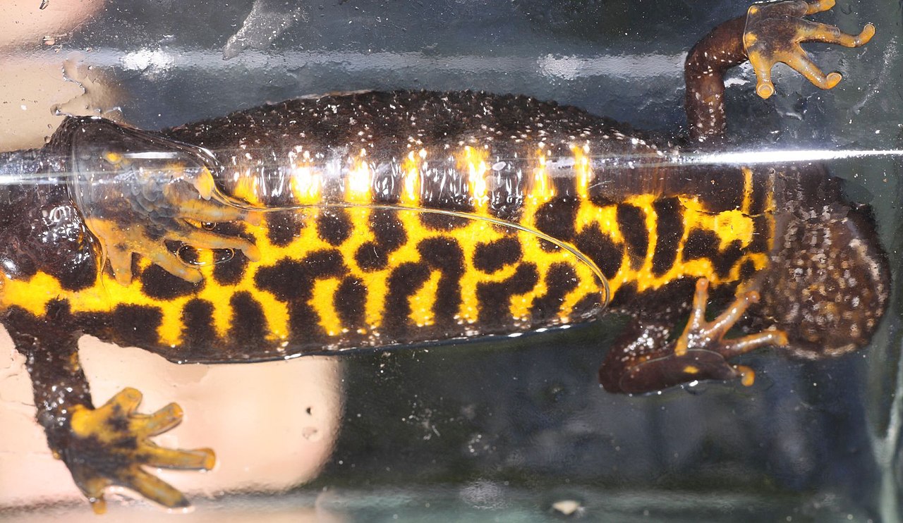 Newts