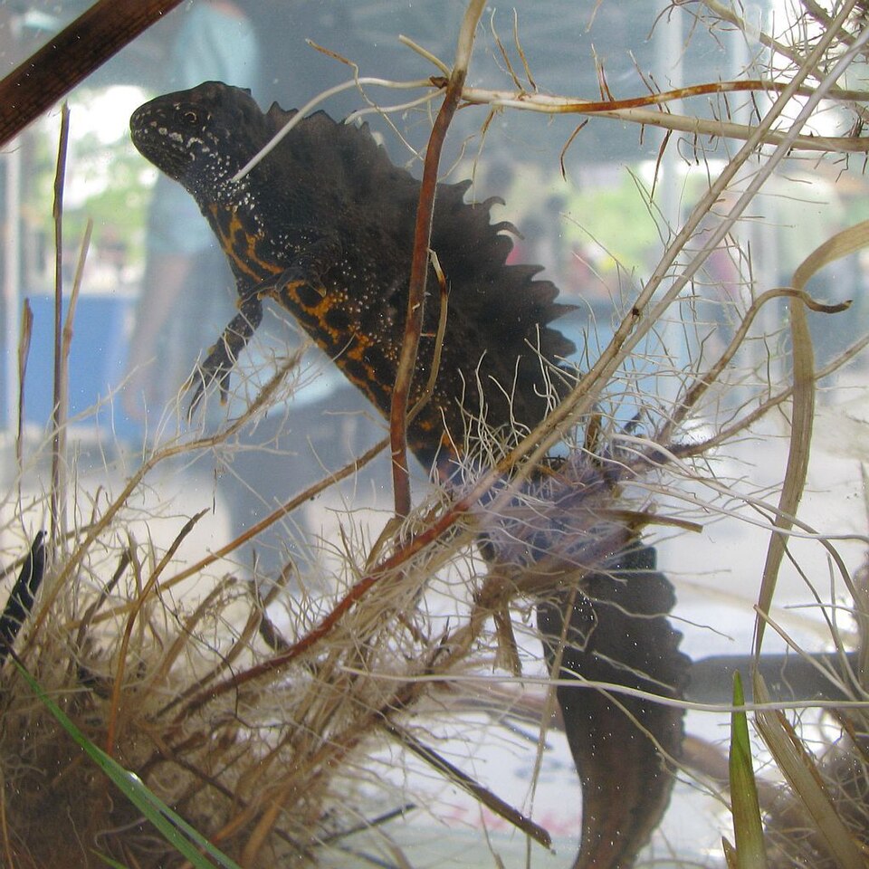 Newts